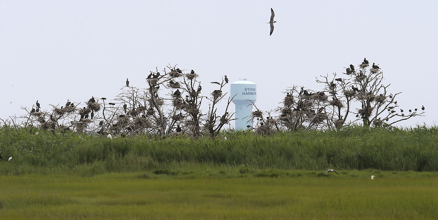 Cormorants Nesting
